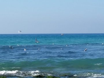 sea birds at the beach